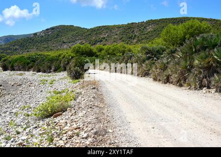 Europäische Fächerpalme oder mediterrane Zwergpalme (Chamaerops humilis) ist die einzige Palmenart, die in Kontinentaleuropa beheimatet ist. Dieses Foto wurde aufgenommen Stockfoto