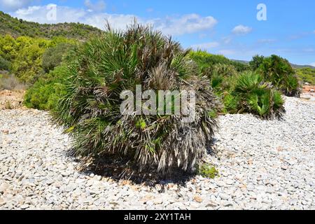 Europäische Fächerpalme oder mediterrane Zwergpalme (Chamaerops humilis) ist die einzige Palmenart, die in Kontinentaleuropa beheimatet ist. Dieses Foto wurde aufgenommen Stockfoto