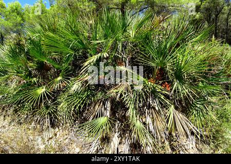 Europäische Fächerpalme oder mediterrane Zwergpalme (Chamaerops humilis) ist die einzige Palmenart, die in Kontinentaleuropa beheimatet ist. Dieses Foto wurde aufgenommen Stockfoto