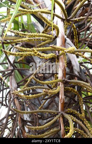 Doum Palm (Hyphaene thebaica) ist eine Palme mit essbaren Früchten. Blumendetail. Stockfoto