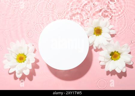 Schöne Gänseblümchen und rundes Podium im Wasser auf rosa Hintergrund, flache Lage Stockfoto