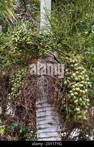 Wodyetia bifurcata ist eine in Australien heimische Palme. Stockfoto