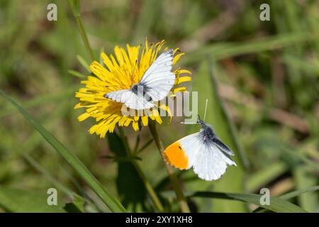 Orangenspitzenfalter im Flug Stockfoto