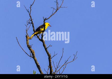 Männlicher eurasischer goldener oriole (Oriolus oriolus) Stockfoto