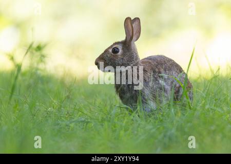 östliche Baumwollschwanz (Sylvilagus floridanus) im Sommer Stockfoto