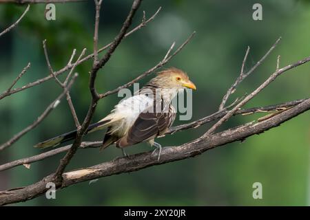 Ein Guira Kuckuck, Guira Guira, auf einem Baum in Tartagal, Argentinien. Stockfoto