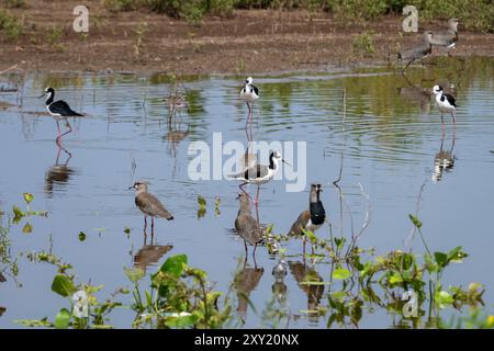 Eine gemischte Schar von Schwarzhals-Stelzen und südlichen Lapwings in einem Teich am Straßenrand in der Nähe von Tartagal, Argentinien. Stockfoto