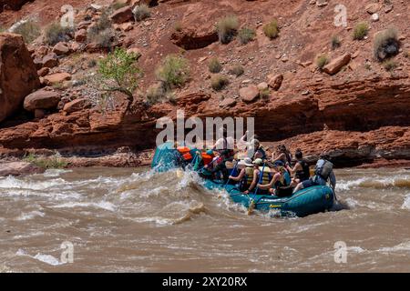 Touristen genießen eine Rafting-Tour durch die großen Wellen in White's Rapid auf dem Colorado River am Hochwasser Stockfoto