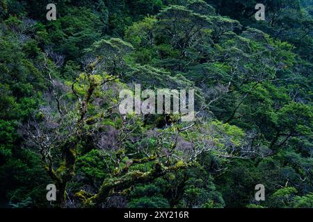 Üppig grüner Wald mit Baumwuchs im tropischen Regenwald Stockfoto