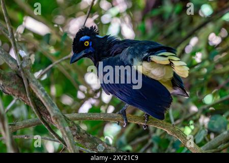 Cyanocorax chrysops, ein Plüschkäppchen, thront auf einem Baum im Calilegua-Nationalpark in Argentinien. Stockfoto