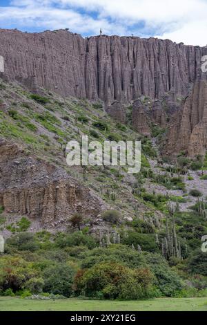 Argentinischer Saguaro oder Cardon Grande Cactus auf den Hängen der Quebrada de Humahuaca in Argentinien. Stockfoto