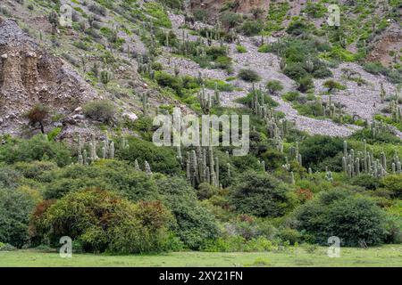 Argentinischer Saguaro oder Cardon Grande Cactus auf den Hängen der Quebrada de Humahuaca in Argentinien. Stockfoto