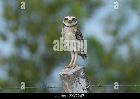 Eine unreife Grabeule, Athene cunicularia, auf einem Zaunpfosten in der Nähe von Termas de Rio Hondo in Argentinien. Stockfoto