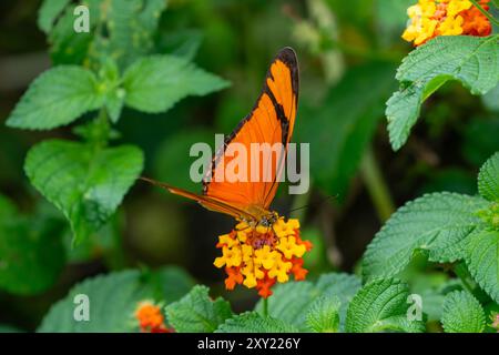 Ein Julia Helikonischer Schmetterling, Dryas iulia, ernährt sich von den Blüten eines Busches der spanischen Flagge in Posta de Yatasto, Argentinien. Stockfoto