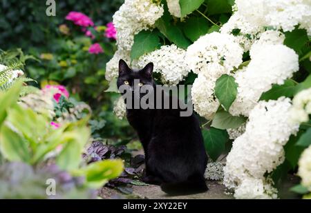 Nahaufnahme einer schwarzen Katze, die zwischen weißen Hortensien in einem lebendigen Blumengarten sitzt Stockfoto