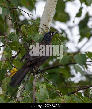 Juveniler gemeiner Grackle in einer Birke mit grünen Blättern Stockfoto