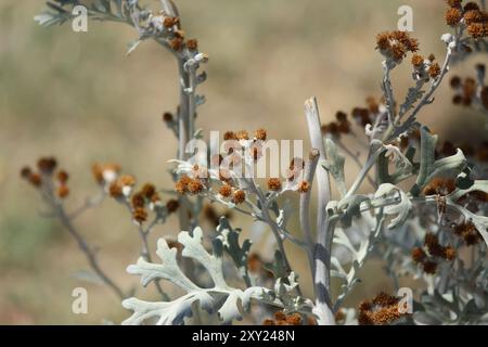 Silberragkraut (Jacobaea martitima) Stockfoto