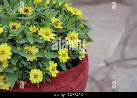 Zinnia angustifolia (Zinnia angustifolia) Stockfoto