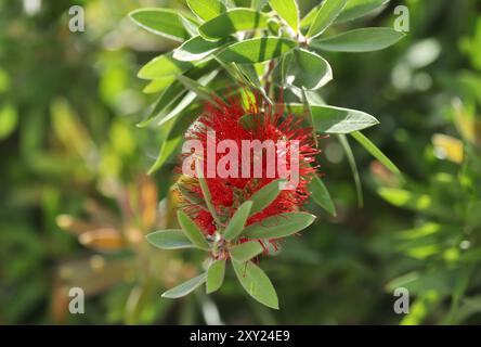 Karmesin-Flaschenbürstenpflanze (Callistemon citrinus) Stockfoto