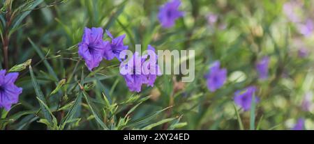 Mexikanische Petunie (Ruellia simplex) Stockfoto
