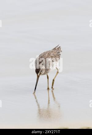 Kurzschnabel-Dowitcher, Moorschlammläufer, Bécassin roux, Limnodromus griseus, rövidcsőrű cankógoda, Isabela Island, Galápagos, Ecuador, Südamerika Stockfoto