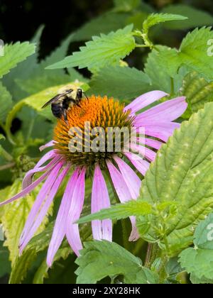 Nahaufnahme einer Hummel auf einer Echinacea-Blume Stockfoto