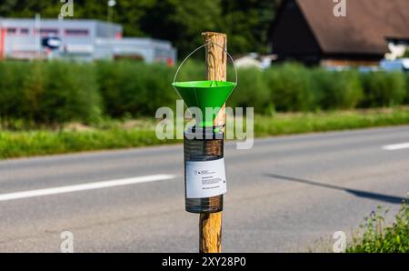 Flaach, Schweiz, 3. August 2024: Außerhalb des Überwachungsradius von 7 Kilometern um die Stadt Kloten wurde eine japanische Käferfalle entdeckt Stockfoto