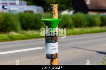 Flaach, Schweiz, 3. August 2024: Außerhalb des Überwachungsradius von 7 Kilometern um die Stadt Kloten wurde eine japanische Käferfalle entdeckt Stockfoto