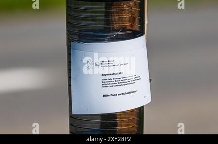 Flaach, Schweiz, 3. August 2024: Außerhalb des Überwachungsradius von 7 Kilometern um die Stadt Kloten wurde eine japanische Käferfalle entdeckt Stockfoto