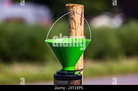 Flaach, Schweiz, 3. August 2024: Außerhalb des Überwachungsradius von 7 Kilometern um die Stadt Kloten wurde eine japanische Käferfalle entdeckt Stockfoto