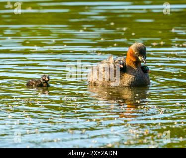 Tachybaptus ruficollis mit jungen Küken auf einem Teich in Südengland Stockfoto