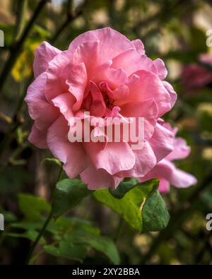 Schöne rosa Rose im Garten Stockfoto
