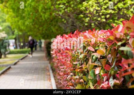 Rote und grüne Blätter einer Photinia Fraseri rotkehlchenhecke auf einer Straße, Photinia Rotkehlchenhecke Stockfoto