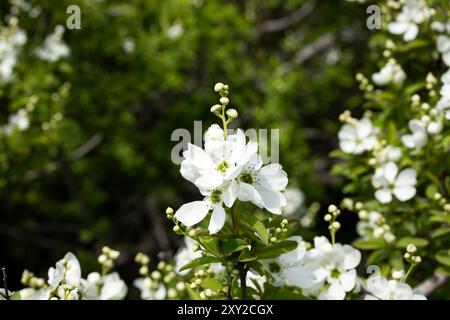 Exochorda racemosa Schneeberg weiß blühender Sträucher, Zierpflanze in Blüte, grüne Blätter an Zweigen Stockfoto