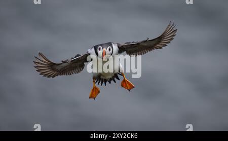 Papageientaucher kehren nach Skomer Island zurück, nachdem die Vogelgrippe Kolonien an der britischen Küste zerstört hat Stockfoto