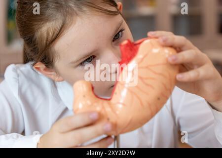Ein Schulmädchen studiert ein anatomisches Modell des menschlichen Magens in einer Schulklasse, während er an ihrem Schreibtisch sitzt. Hochwertige Fotos Stockfoto
