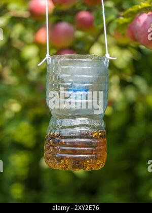 Ein Haufen Hornissen, Wespen und Fliegen, die in einer mit Bier gefüllten, selbstgemachten Plastikfalle im Obstgarten hing Stockfoto