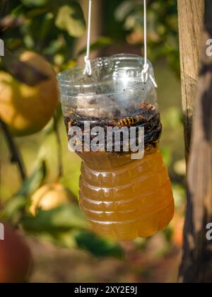 Ein Haufen Hornissen, Wespen und Fliegen, die in einer mit Bier gefüllten, selbstgemachten Plastikfalle im Obstgarten hing Stockfoto