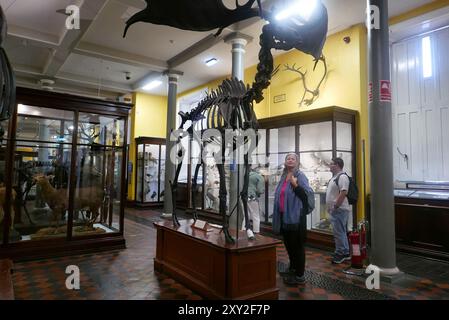 DUBLIN, IRLAND - 25. JULI 2024: Das Innere des Naturhistorischen Museums ist mit Skeletten und präparierten Tieren gefüllt Stockfoto