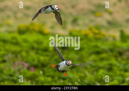 Paare Atlantischer Puffins (Fratercula arctica) im Flug und Fütterung Stockfoto