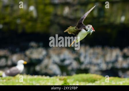 Fliegende Gemeine Puffin mit einem Schnabel voller Nahrung landet in ihrer Höhle auf Skomer Island Stockfoto