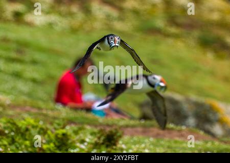 Zwei Atlantische Puffins (Fratercula arctica) im Flug mit Schnäbeln voller Sandaale Stockfoto