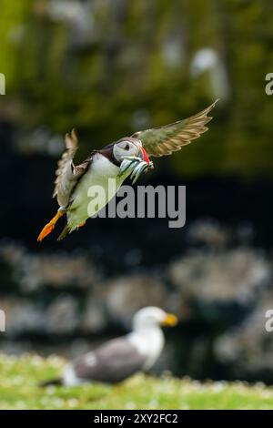 Nahaufnahme eines Atlantischen Puffins (Fratercula arctica) im Flug mit einem Schnabel voller Sandaale Stockfoto