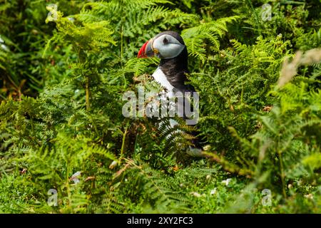 Atlantischer Puffin (Fratercula arctica), der zwischen langem Gras auf der Insel Skomer steht Stockfoto