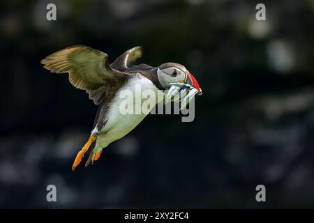 Atlantischer Puffin (Fratercula arctica) mit einem Mund voller Sandaale, die über Skomer Island, Wales, fliegen Stockfoto