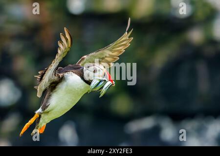 Nahaufnahme eines Atlantischen Puffins (Fratercula arctica) im Flug mit einem Schnabel voller Sandaale Stockfoto