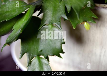 Blätter der schönen Weihnachtskaktus-Zimmerpflanze Stockfoto