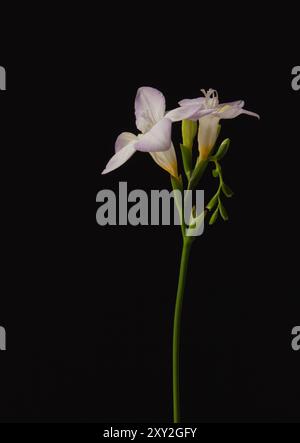 Freesia Creme Blume Nahaufnahme Natürliche Licht-Fine Art Fotografie Stockfoto