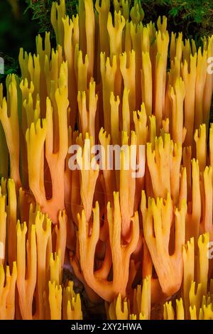 Korallenpilze auf einem alten Baumstamm Stockfoto