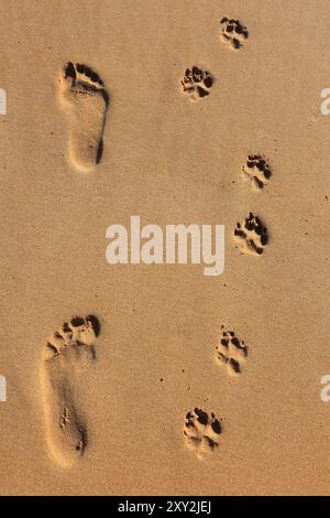 Ein Mann und sein Hund. Perfekte Fußabdrücke von Mensch und Hund nebeneinander im nassen goldenen Sandstrand. Konzeptionelles Bild. Stockfoto